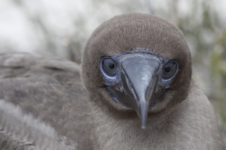 galapagos